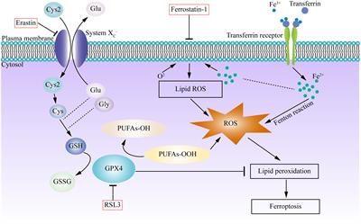 Oxidative Stress-Induced Ferroptosis in Cardiovascular Diseases and Epigenetic Mechanisms